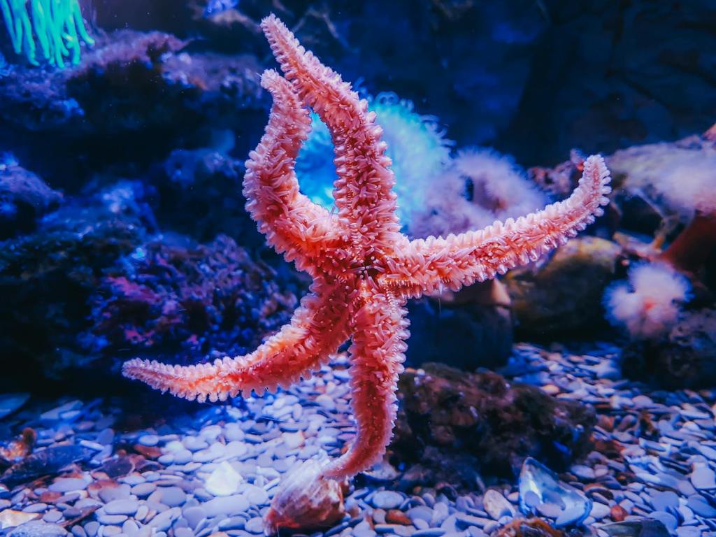 The Starfish Repetition&nbsp;Protocol