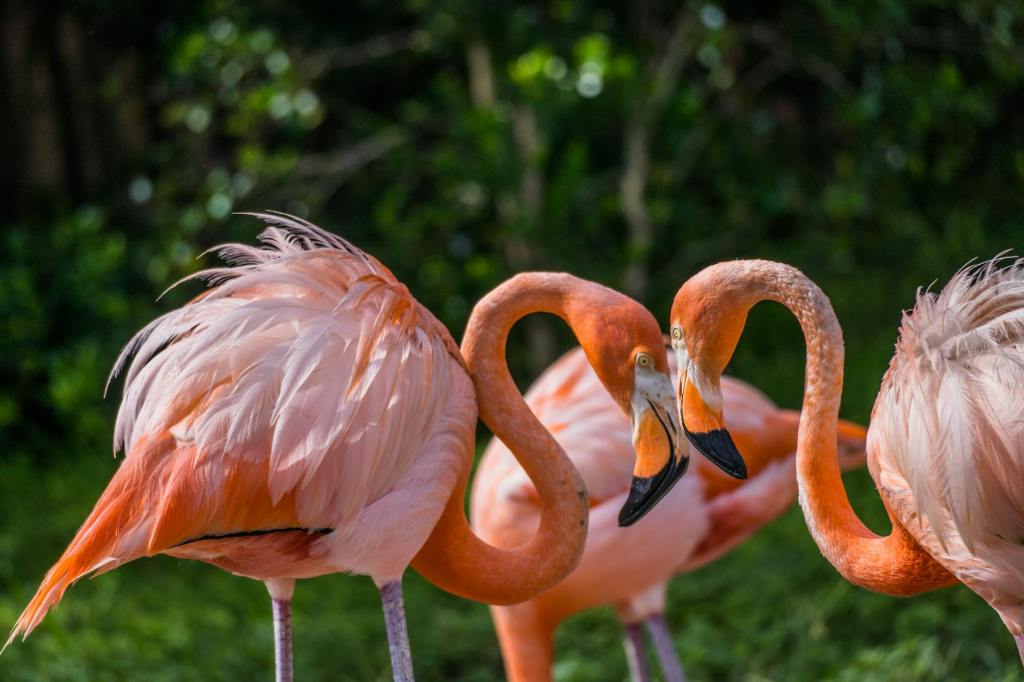 Adolescent Vs. Adult Freedom: College Essay&nbsp;Prompt