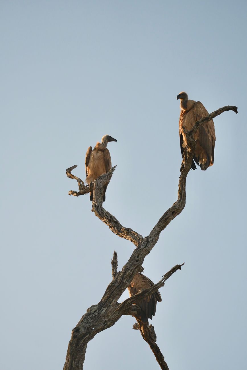 The Attention Vultures&nbsp;Descend